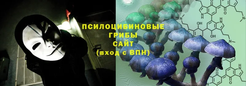 Галлюциногенные грибы Psilocybe Сургут